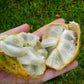 Araticum Do Mato Fruit Plant (Annona sylvatica)