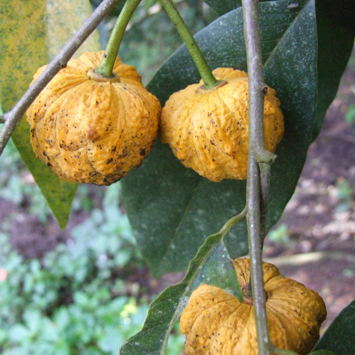 Araticum Do Mato Fruit Plant (Annona sylvatica)