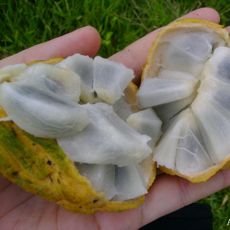 Araticum Do Mato Fruit Plant (Annona sylvatica)
