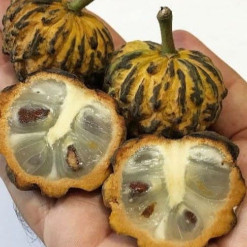 Araticum Do Mato Fruit Plant (Annona sylvatica)