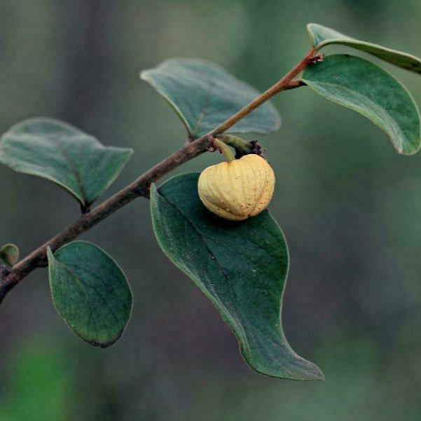 Annona tomentosa LIve Plant