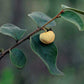 Annona tomentosa LIve Plant
