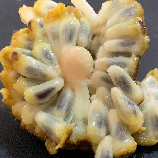 Annona tomentosa LIve Plant