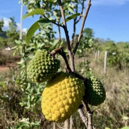 Annona tomentosa LIve Plant