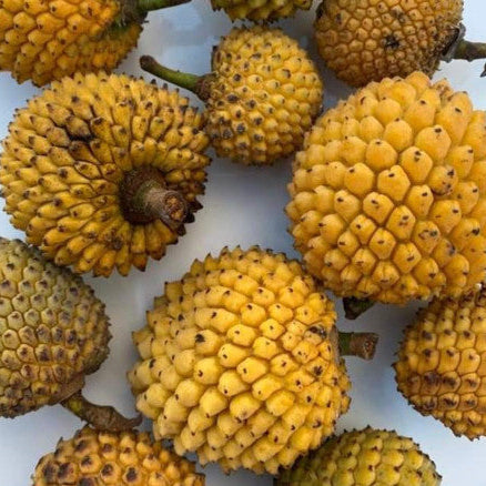 Annona tomentosa LIve Plant