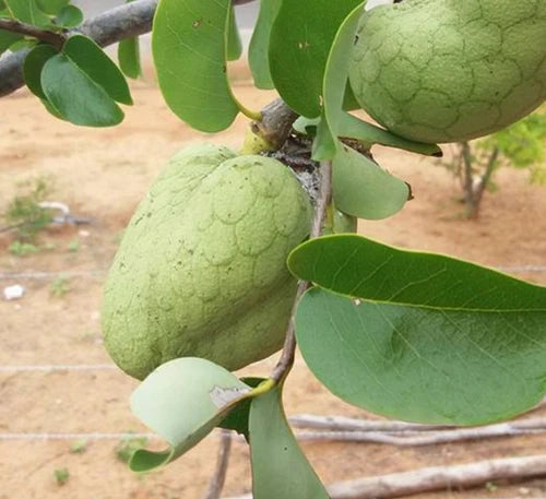 Araticum Fruit Plant (Annona vepretorum)