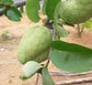 Araticum Fruit Plant (Annona vepretorum)