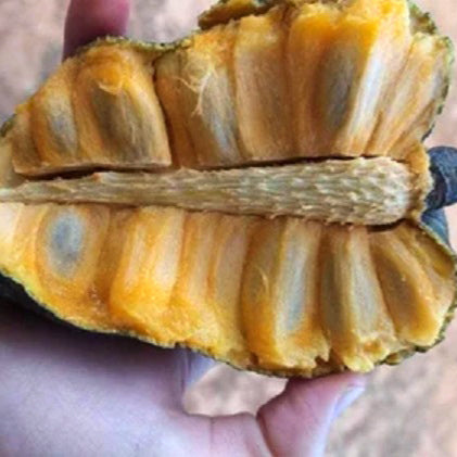 Araticum Fruit Plant (Annona vepretorum)