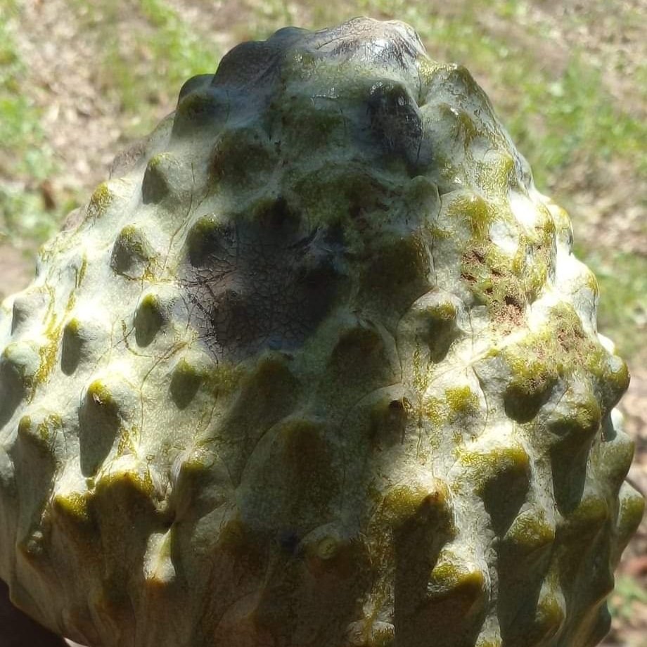 Anonna Reticulata "Lemon Scales" Live Plant