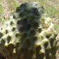 Anonna Reticulata "Lemon Scales" Live Plant