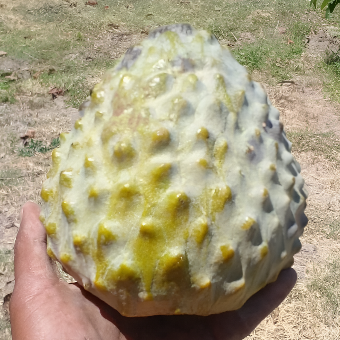 Anonna Reticulata "Lemon Scales" Live Plant