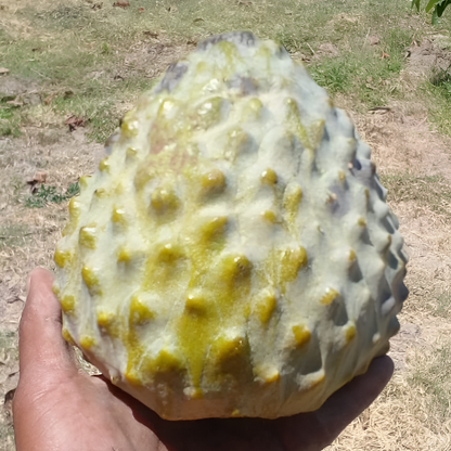 Anonna Reticulata "Lemon Scales" Live Plant