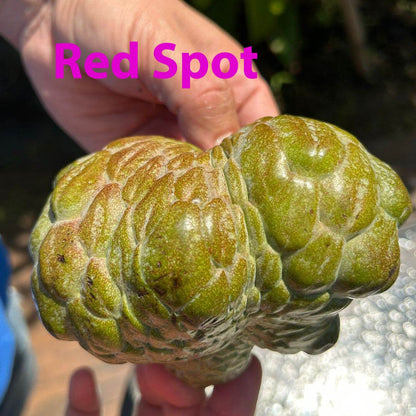 Annona Reticulata Red Spot Live Plant  (Annona Reticulata Red Spot)