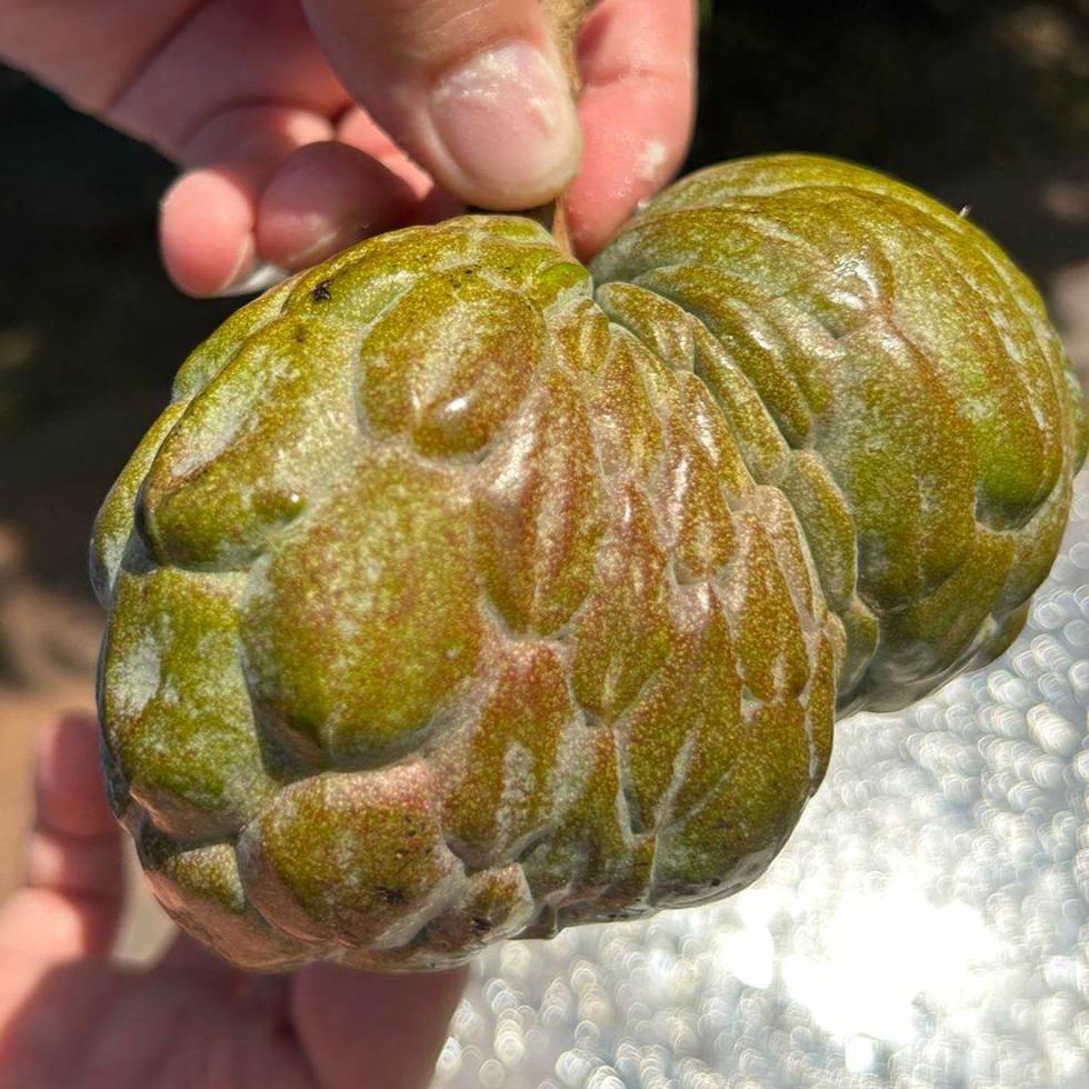 Annona Reticulata Red Spot Live Plant  (Annona Reticulata Red Spot)