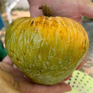 Annona reticulata 