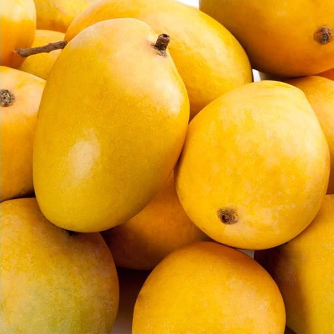 Anwar Ratol Mango Live Plant (Mangifera indica)