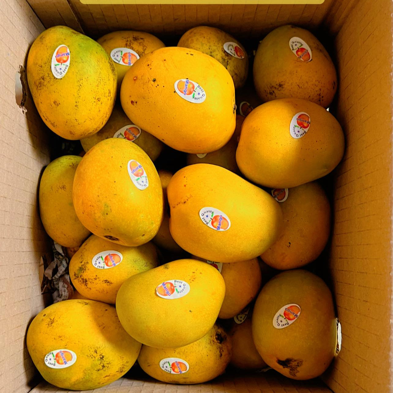 Anwar Ratol Mango Live Plant (Mangifera indica)