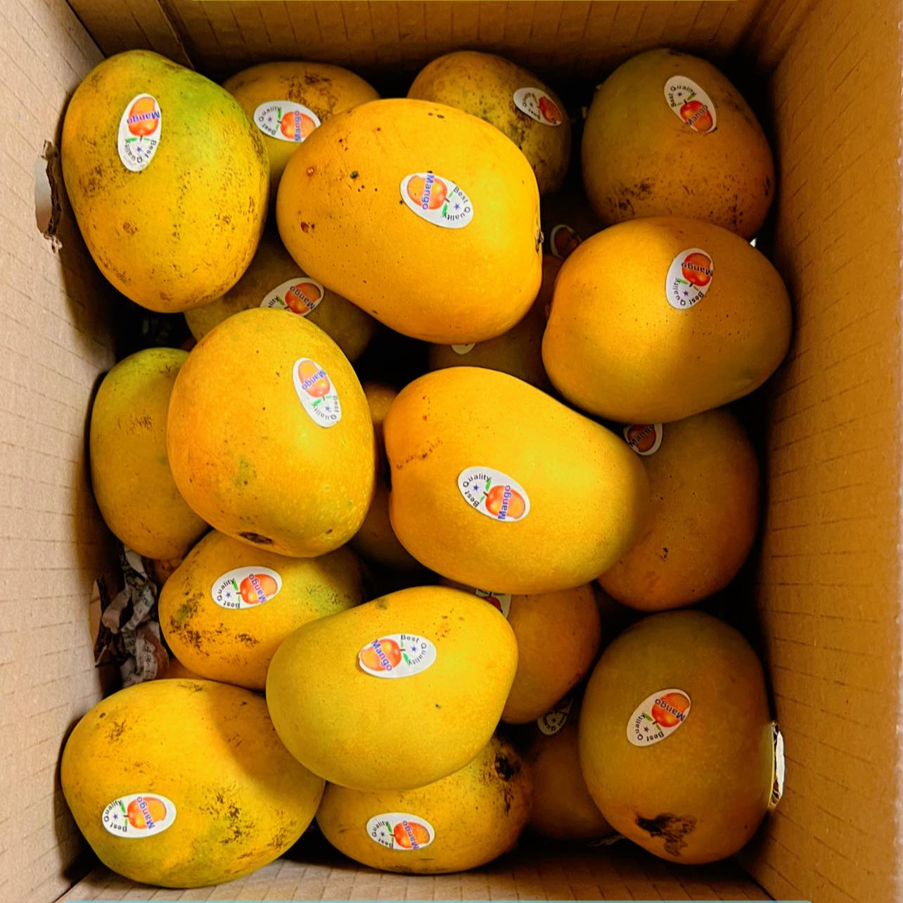 Anwar Ratol Mango Live Plant (Mangifera indica)