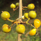 Vetty Fruit (Aporosa Lindleyana) Live Plant