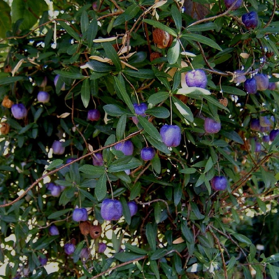 Appleberry Fruit Plant (Billardiera longiflora)