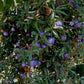 Appleberry Fruit Plant (Billardiera longiflora)