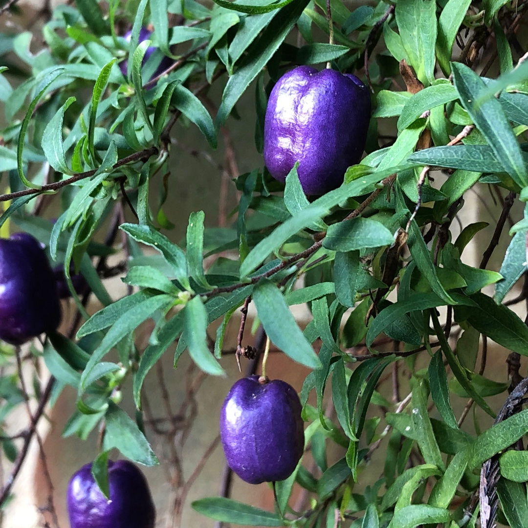 Appleberry Fruit Plant (Billardiera longiflora)