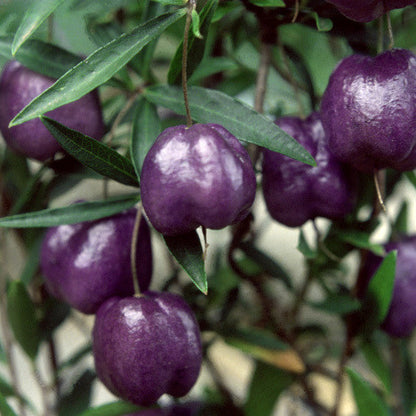 Appleberry Fruit Plant (Billardiera longiflora)