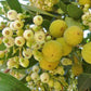 Strawberry Tree Live Plant (Arbutus unedo)