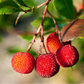 Strawberry Tree Live Plant (Arbutus unedo)