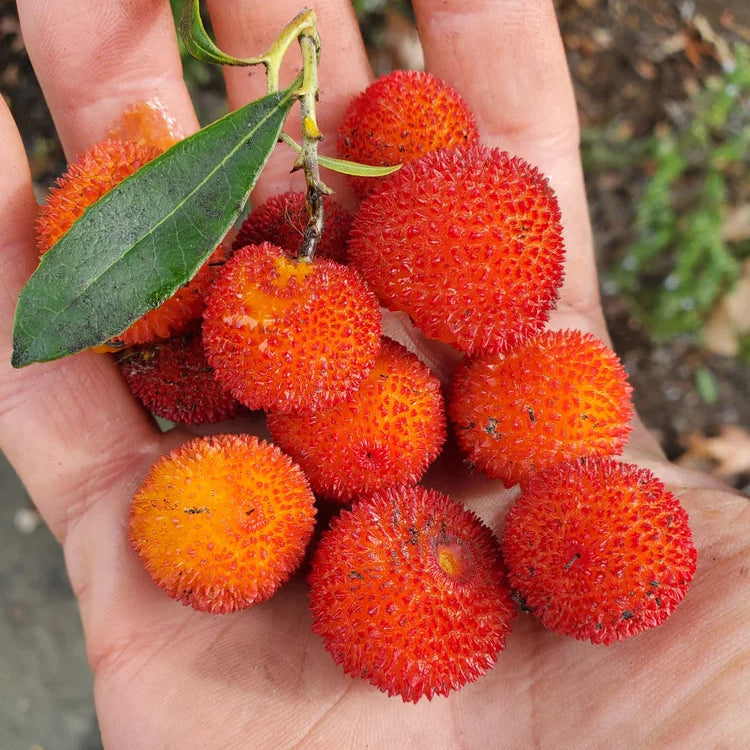 Strawberry Tree Live Plant (Arbutus unedo)