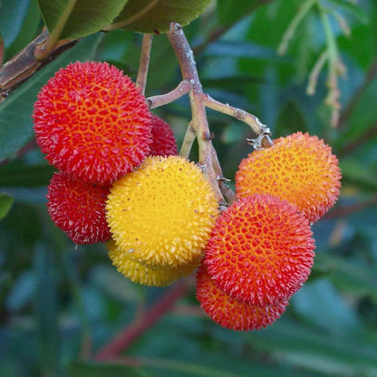 Strawberry Tree Live Plant (Arbutus unedo)