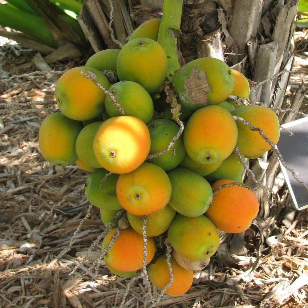 Arikury Palm Plant (Syagrus Schizophylla)