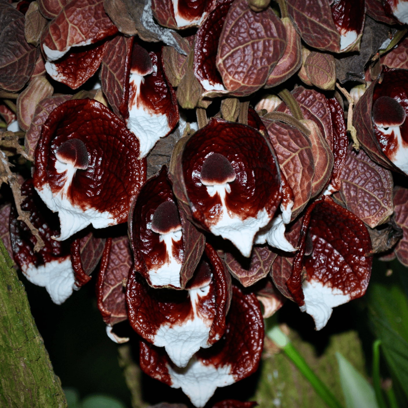 Aristolochia Tree Live Plant (Aristolochia arborea)