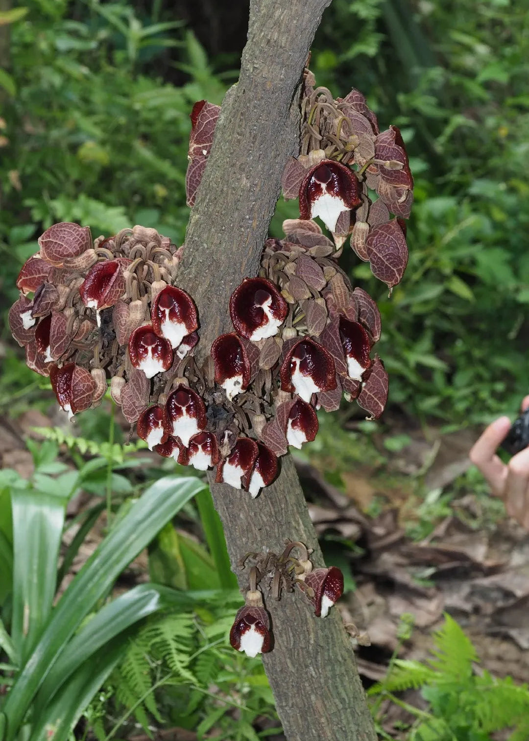 Aristolochia Tree Live Plant (Aristolochia arborea)