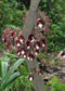 Aristolochia Tree Live Plant (Aristolochia arborea)