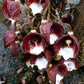 Aristolochia Tree Live Plant (Aristolochia arborea)