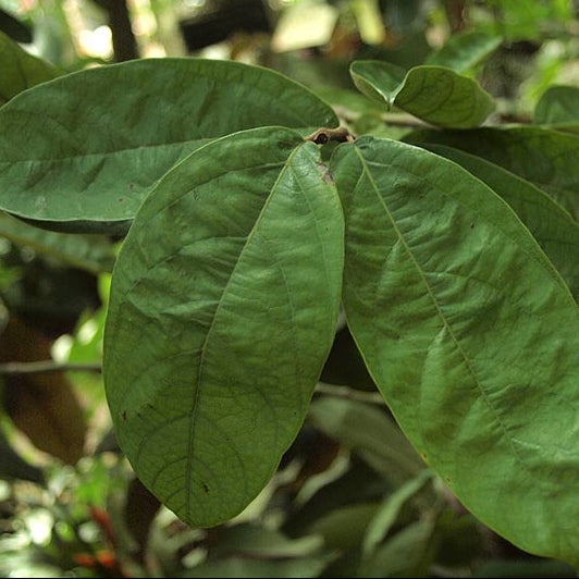 Aristolochia Tree Live Plant (Aristolochia arborea)