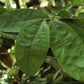Aristolochia Tree Live Plant (Aristolochia arborea)
