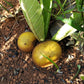 Armadillo Fruit Plant (Pradosia brevipes)