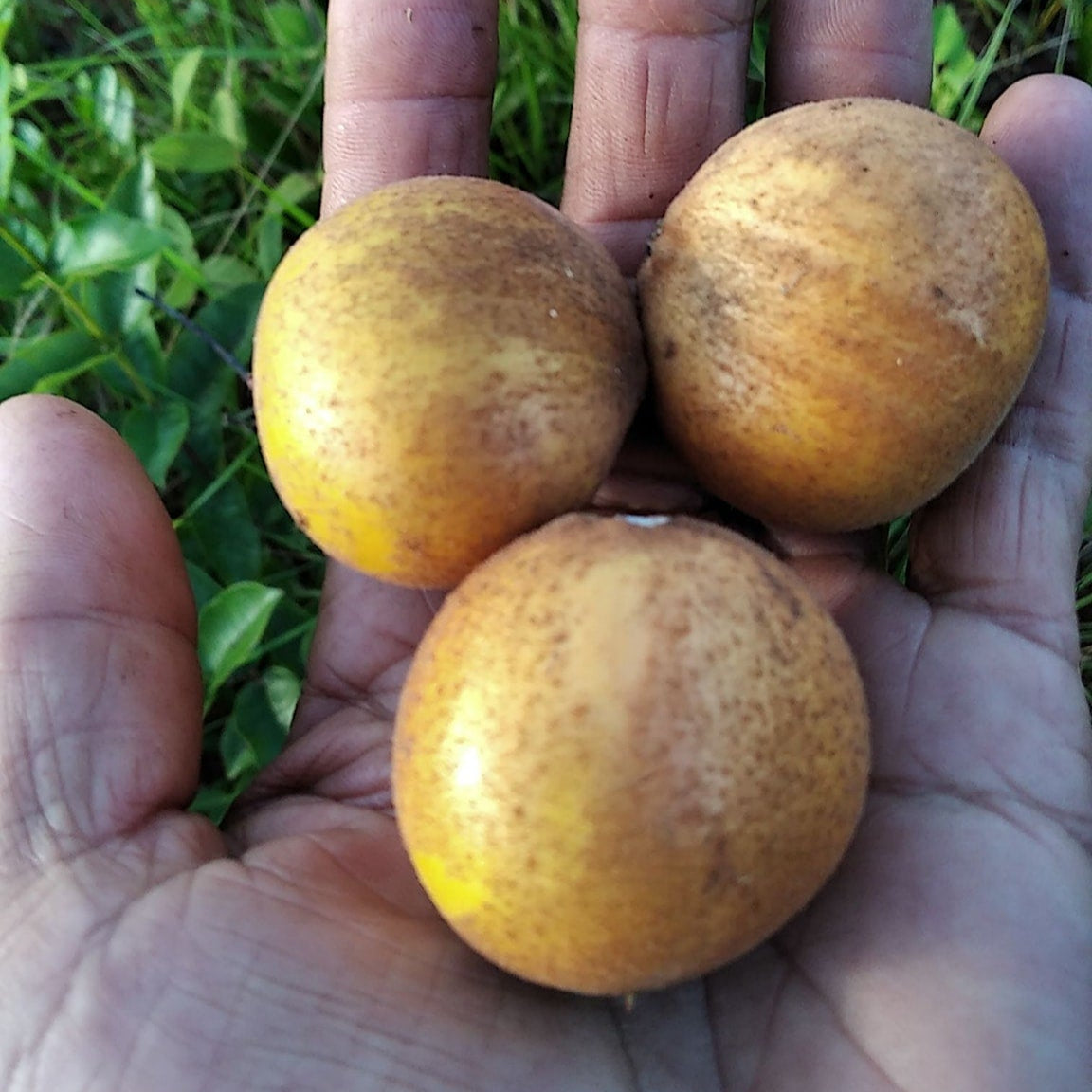 Armadillo Fruit Plant (Pradosia brevipes)
