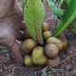 Armadillo Fruit Plant (Pradosia brevipes)