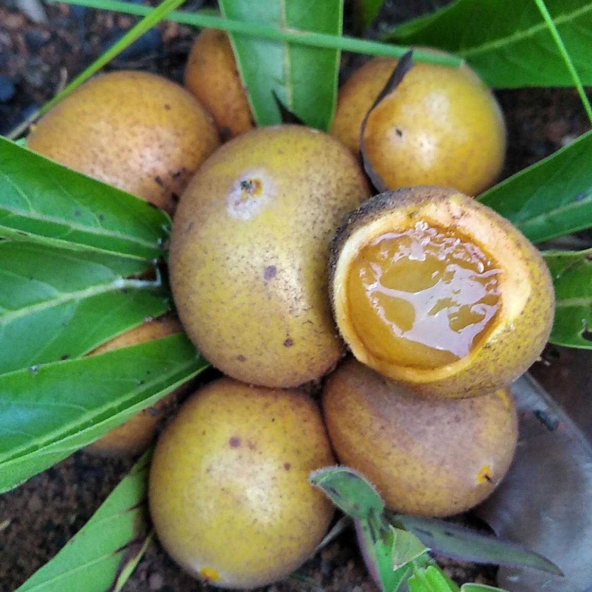 Armadillo Fruit Plant (Pradosia brevipes)