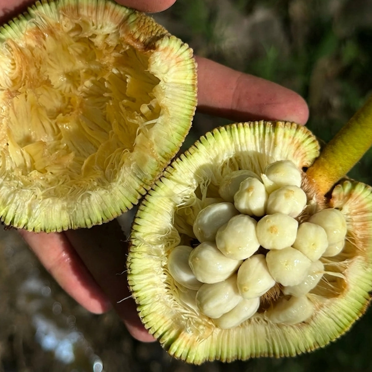Artocarpus Mutabilis Live Plants