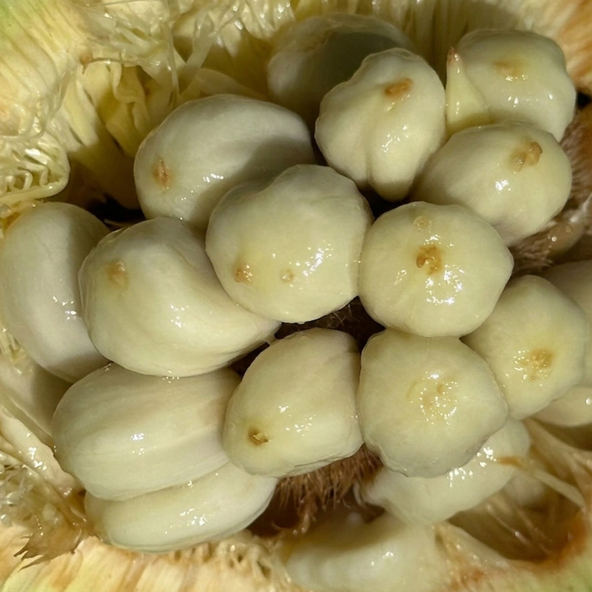 Artocarpus Mutabilis Live Plants