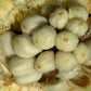 Artocarpus Mutabilis Live Plants
