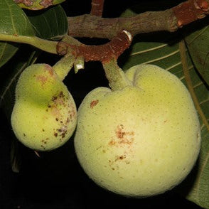 Artocarpus dadah Live Plant