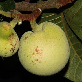 Artocarpus dadah Live Plant