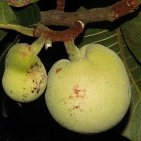 Artocarpus dadah Live Plant