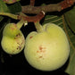 Artocarpus dadah Live Plant