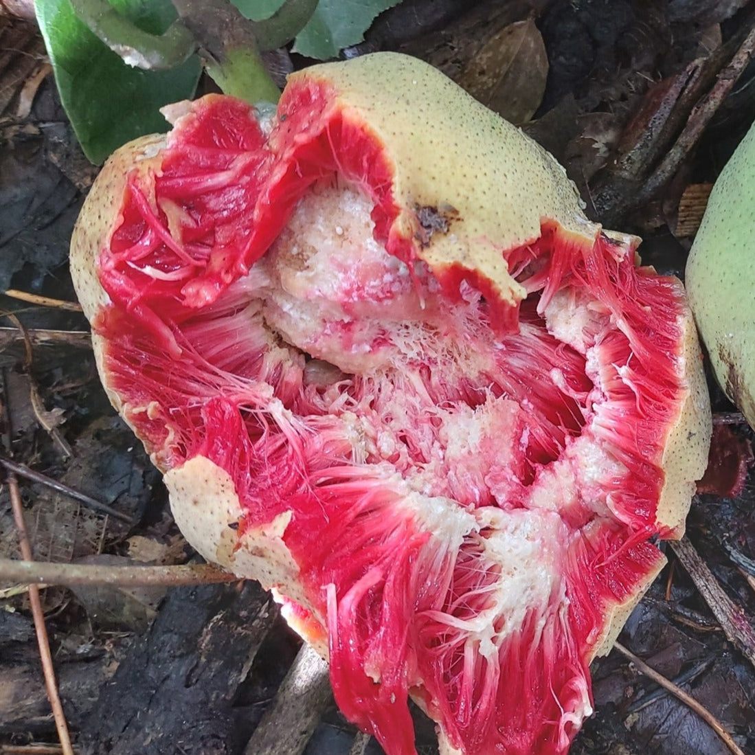 Artocarpus dadah Live Plant